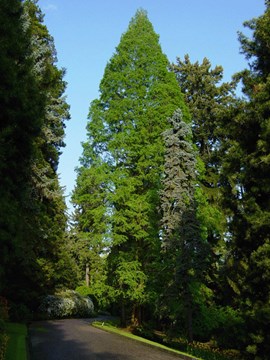 metasequoia