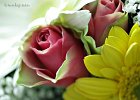 1  Rosa