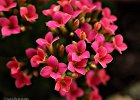 12  Kalanchoe