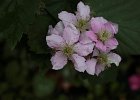 16  Fiore di mora
