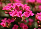 17  Kalanchoe