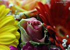 19  Rosa