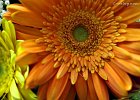 22  Gerbera