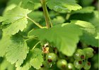 4  Ribes