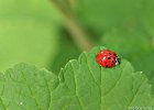 5  Coccinella