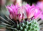 8  cactus