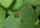 9  Coccinella