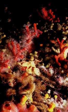 rami di corallo sul fondo marino