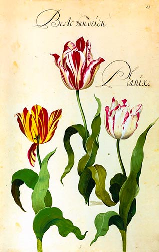 Disegno tulipani