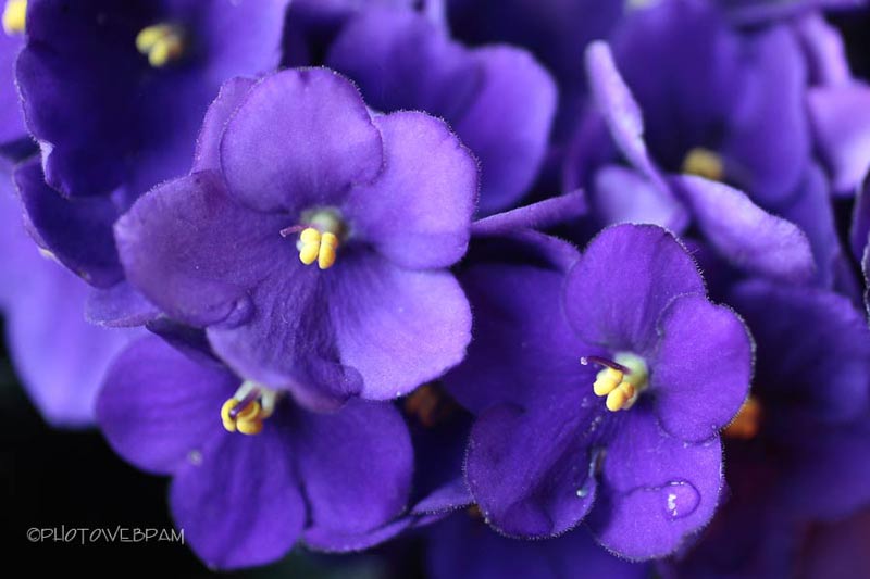 violette africane